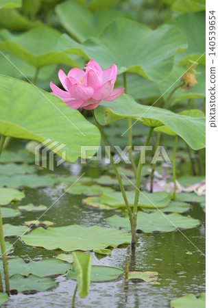 Lotus flower blooming in the pond 140539654