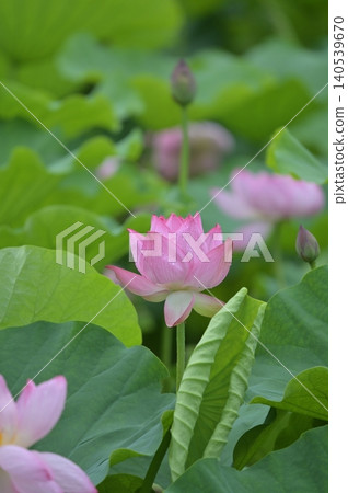 蓮花 蓮花 140539670