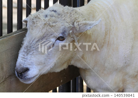 sheep (zoo) sheep (zoo) 140539841