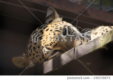 Even when sleeping, leopards are scary (at the zoo) 140539873