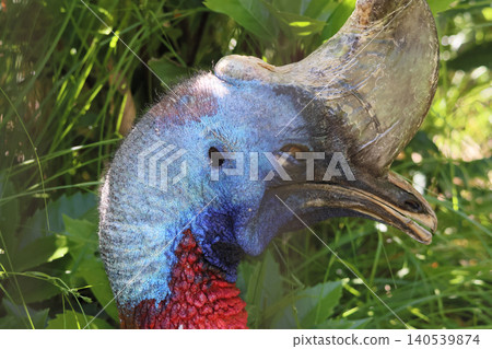 Cassowary's face (zoo) 140539874