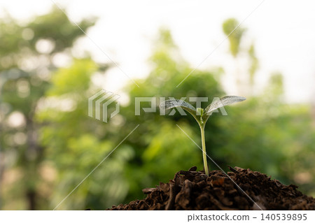growing pumpkin with lush green tree background 140539895