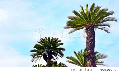 以藍天為背景的蘇鐵樹圖片。 以藍天為背景的蘇鐵樹圖片。 140539919