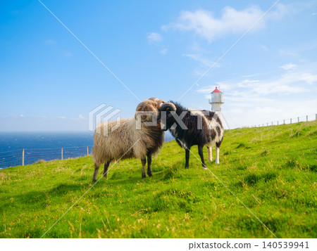 Faroe Islands summer landscape with sheep grazing on green meadows near a coastal lighthouse. Faroe Islands summer landscape with sheep grazing on green meadows near a coastal lighthouse. 140539941