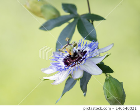 Close-up of a passionflower flower 140540021