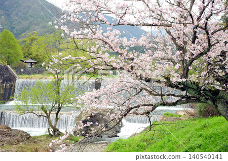 Cherry blossoms at Hiiragino Dam, Kyoto Cherry blossoms at Hiiragino Dam, Kyoto 140540141