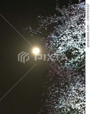 Full moon and cherry blossoms 140540187