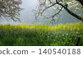 Cherry blossoms and rape blossoms 140540188