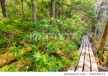 [Nagano Prefecture] Shirakoma Pond: A lakeside promenade covered in mystical moss. 140540251