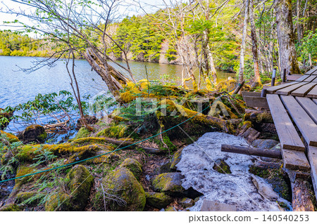 [Nagano Prefecture] Shirakoma Pond: A lakeside promenade covered in mystical moss. 140540253
