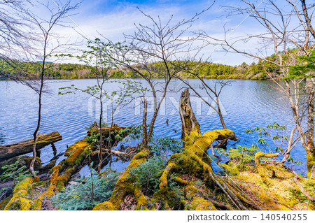 [Nagano Prefecture] Shirakoma Pond: A lakeside promenade covered in mystical moss. 140540255