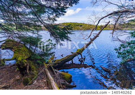 【長野縣】白駒池:一條覆蓋著神秘苔蘚的湖畔步道。 【長野縣】白駒池:一條覆蓋著神秘苔蘚的湖畔步道。 140540262