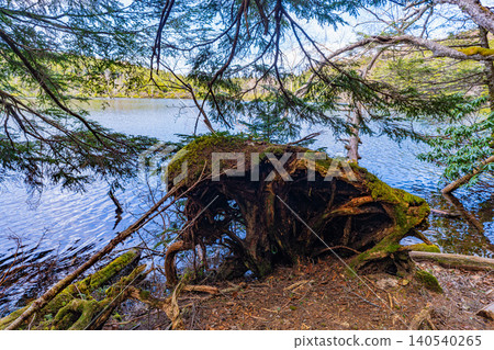 [Nagano Prefecture] Shirakoma Pond: A lakeside promenade covered in mystical moss. 140540265