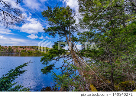 [Nagano Prefecture] Shirakoma Pond: A lakeside promenade covered in mystical moss. 140540271