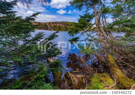 [Nagano Prefecture] Shirakoma Pond: A lakeside promenade covered in mystical moss. 140540272