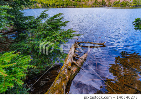 [Nagano Prefecture] Shirakoma Pond: A lakeside promenade covered in mystical moss. 140540273