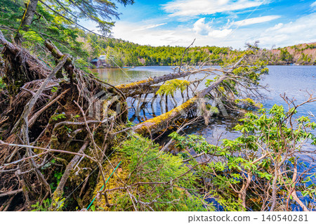 [Nagano Prefecture] Shirakoma Pond: A lakeside promenade covered in mystical moss. 140540281