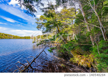 [Nagano Prefecture] Shirakoma Pond: A lakeside promenade covered in mystical moss. 140540284