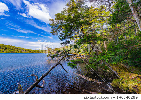 [Nagano Prefecture] Shirakoma Pond: A lakeside promenade covered in mystical moss. 140540289