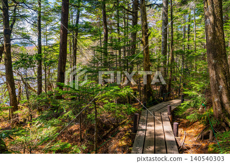 [Nagano Prefecture] Shirakoma Pond: A lakeside promenade covered in mystical moss. 140540303