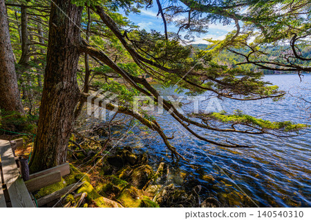 [Nagano Prefecture] Shirakoma Pond: A lakeside promenade covered in mystical moss. 140540310