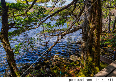 [Nagano Prefecture] Shirakoma Pond: A lakeside promenade covered in mystical moss. 140540311