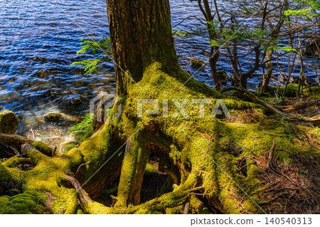 [Nagano Prefecture] Shirakoma Pond: A lakeside promenade covered in mystical moss. 140540313