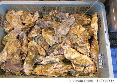 Harvested oysters Harvested oysters 140540317