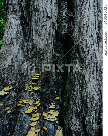 The yellow mushrooms spreading across the bark and the natural texture that evokes the vitality of the tree The yellow mushrooms spreading across the bark and the natural texture that evokes the vitality of the tree 140540320