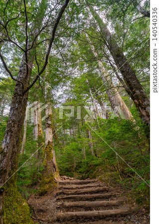 [Nagano Prefecture] Shirakoma Pond: A lakeside promenade covered in mystical moss. 140540336