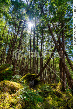 [Nagano Prefecture] Shirakoma Pond: A lakeside promenade covered in mystical moss. 140540340
