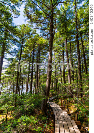 [Nagano Prefecture] Shirakoma Pond: A lakeside promenade covered in mystical moss. 140540346