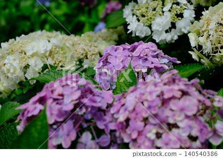 Colorful hydrangea Colorful hydrangea 140540386