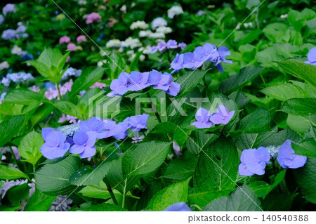 初夏的繡球花 初夏的繡球花 140540388