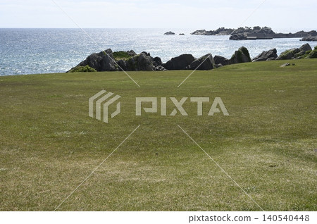 物種海岸天然草皮 140540448