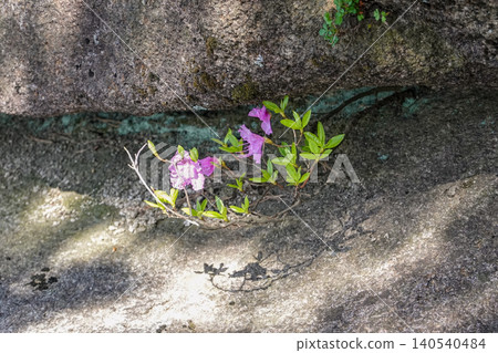 Pink azalea flowers blooming between a narrow gap of textured rustic rocks Pink azalea flowers blooming between a narrow gap of textured rustic rocks 140540484