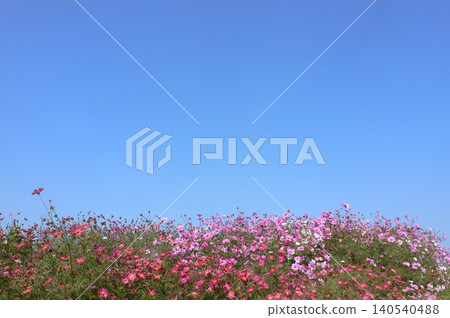 A field of cosmos flowers in full bloom, beautifully reflected in the clear blue sky. A field of cosmos flowers in full bloom, beautifully reflected in the clear blue sky. 140540488
