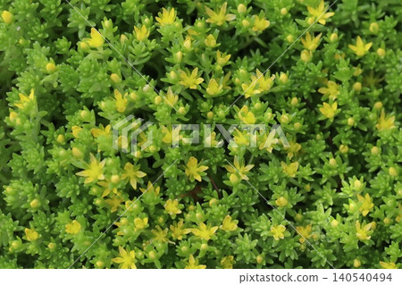 A carpet of sedum, with countless star-shaped yellow flowers in full bloom. A carpet of sedum, with countless star-shaped yellow flowers in full bloom. 140540494