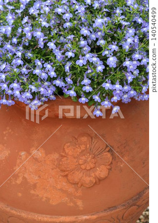 Refreshing blue lobelia blooming profusely from a terracotta pot. Refreshing blue lobelia blooming profusely from a terracotta pot. 140540499
