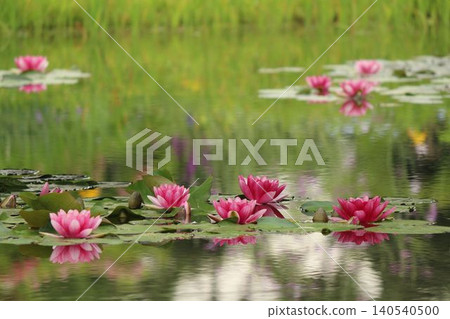 Vibrant pink water lilies bloom beautifully on the calm surface of the water. Vibrant pink water lilies bloom beautifully on the calm surface of the water. 140540500