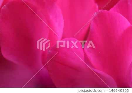 The petals of the cyclamen are dyed in an elegant magenta pink. The petals of the cyclamen are dyed in an elegant magenta pink. 140540505