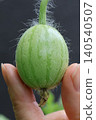 I gently cupped the tiny, adorable baby watermelon in my fingertips, still covered in downy hair. 140540507