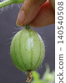 I gently cupped the tiny, adorable baby watermelon in my fingertips, still covered in downy hair. 140540508