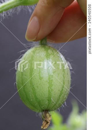 I gently cupped the tiny, adorable baby watermelon in my fingertips, still covered in downy hair. I gently cupped the tiny, adorable baby watermelon in my fingertips, still covered in downy hair. 140540508