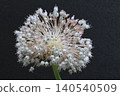 The jumbo garlic flowers bloom delicately, like fireworks floating in the darkness. 140540509
