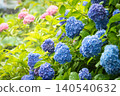 Colorful hydrangea 140540632