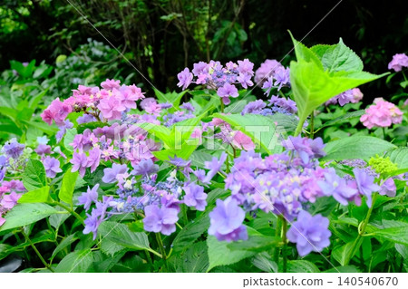 Purple hydrangeas are beautiful Purple hydrangeas are beautiful 140540670