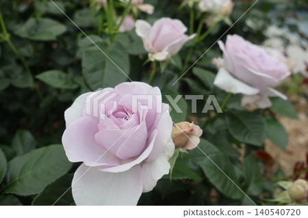 A large, lovely rose with a translucent, pale purple hue. A large, lovely rose with a translucent, pale purple hue. 140540720
