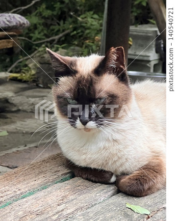 A Siamese-like cat sitting in a loaf position on a wooden bench. A Siamese-like cat sitting in a loaf position on a wooden bench. 140540721