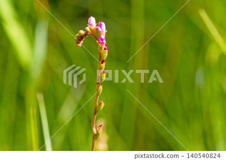 Flowering of the carnivorous plant, Drosera tokaiensis (Droseraceae family). Flowering of the carnivorous plant, Drosera tokaiensis (Droseraceae family). 140540824